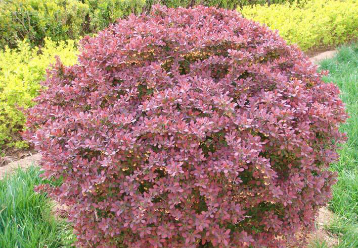  p>紫叶小檗(学名: i>berberis thunbergii /i> var.