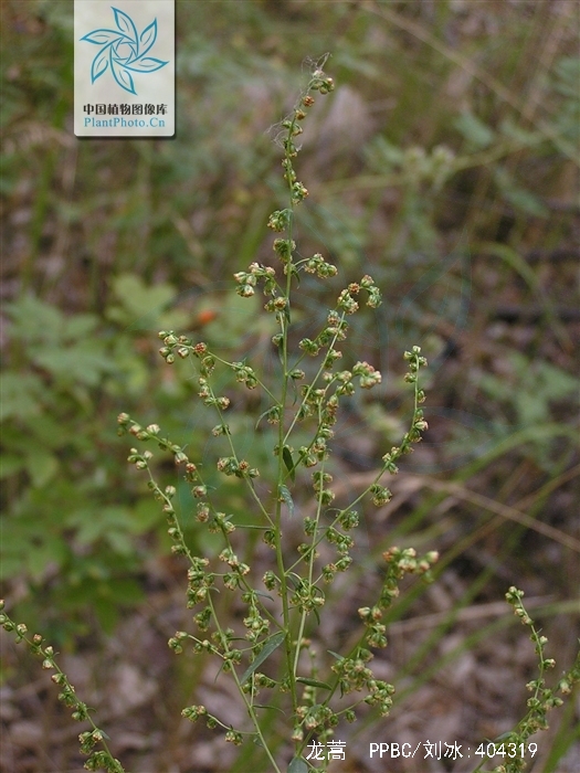  p>龙蒿(学名: i>artemisia dracunculus /i> l.)是菊科蒿属植物.