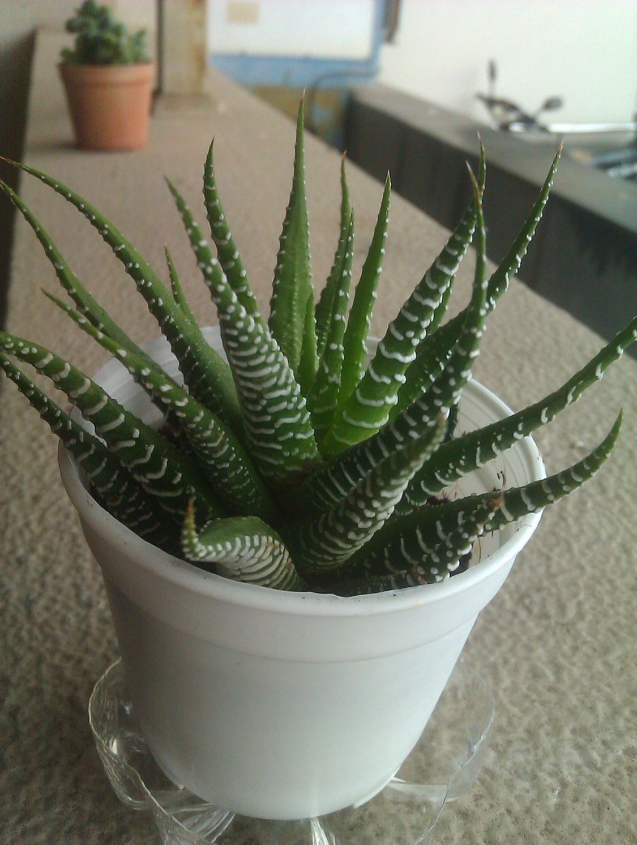 蛇尾兰(紫罗兰的养殖方法与注意事项)