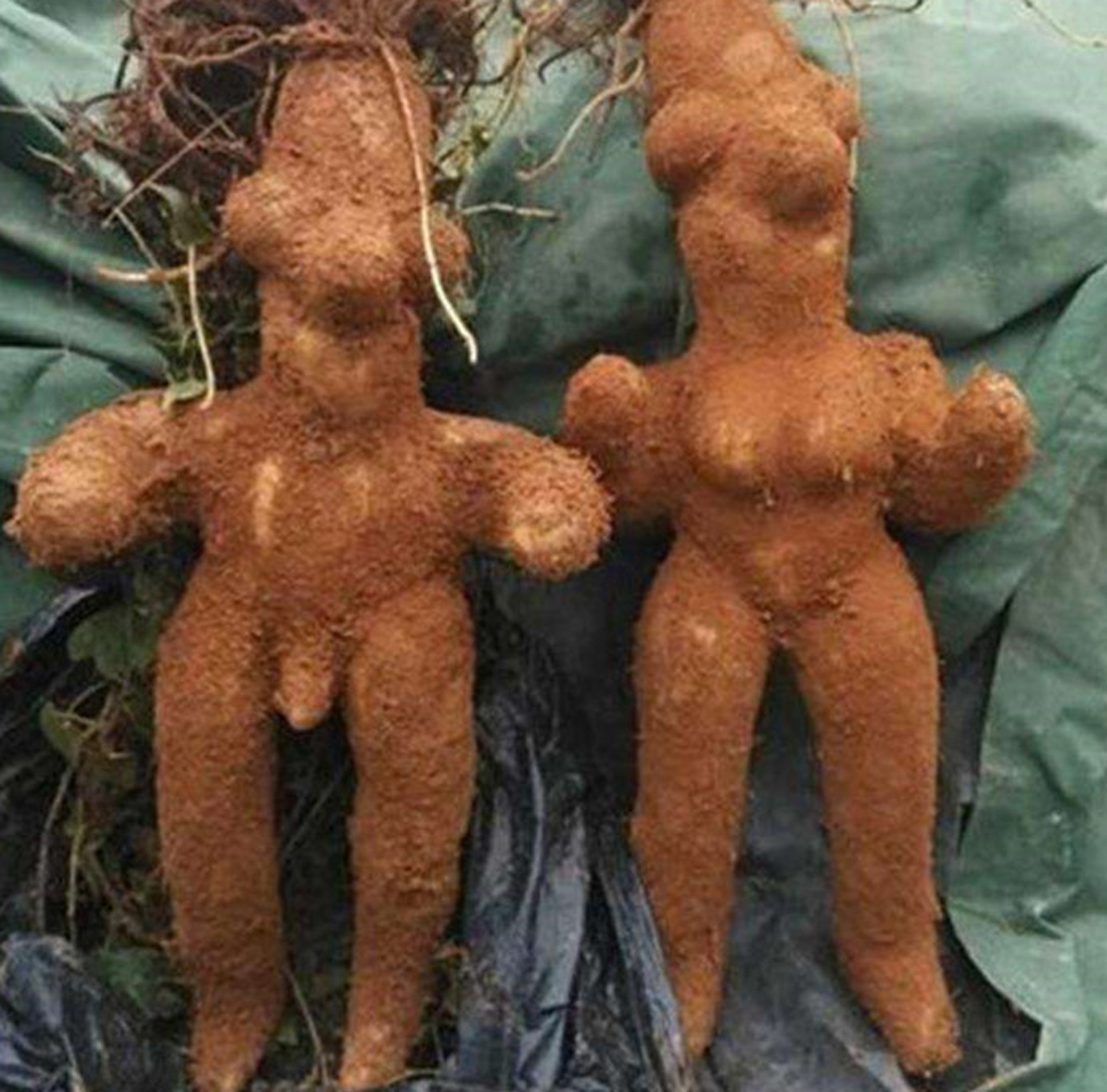 山翁,山精,夜交藤根,黄花污根,血娃娃,小独根,田猪头,铁称陀,赤首乌