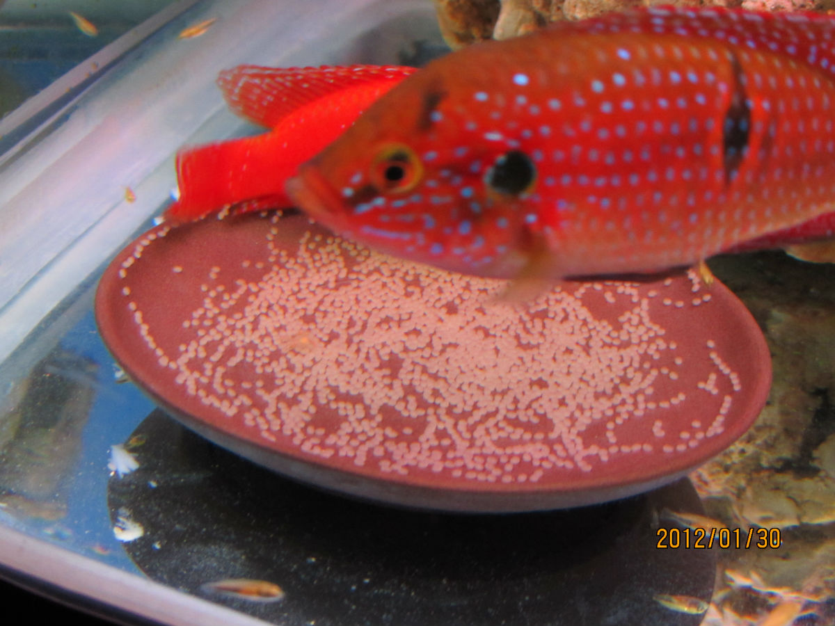  p>红宝石鱼属非三湖慈鲷类的 a href="#" data-lemmaid="571031">