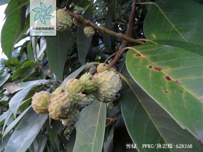 castanopsis sclerophylla (lindl.) schottky