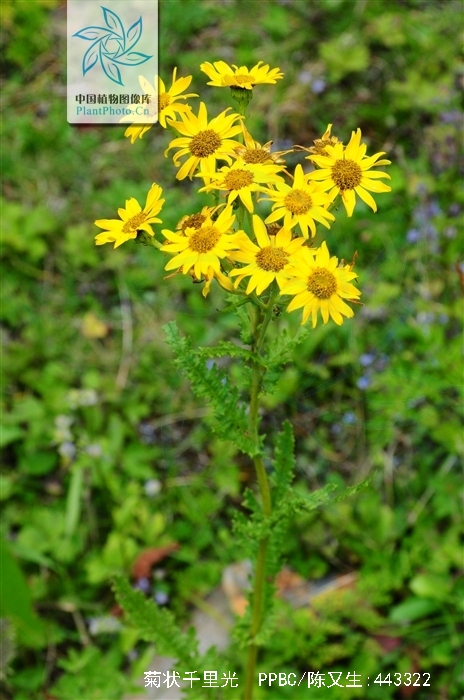 菊状千里光