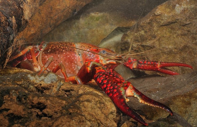  p>小龙虾(学名: i>procambarus clarkii /i>):是甲壳纲,十足目,螯虾