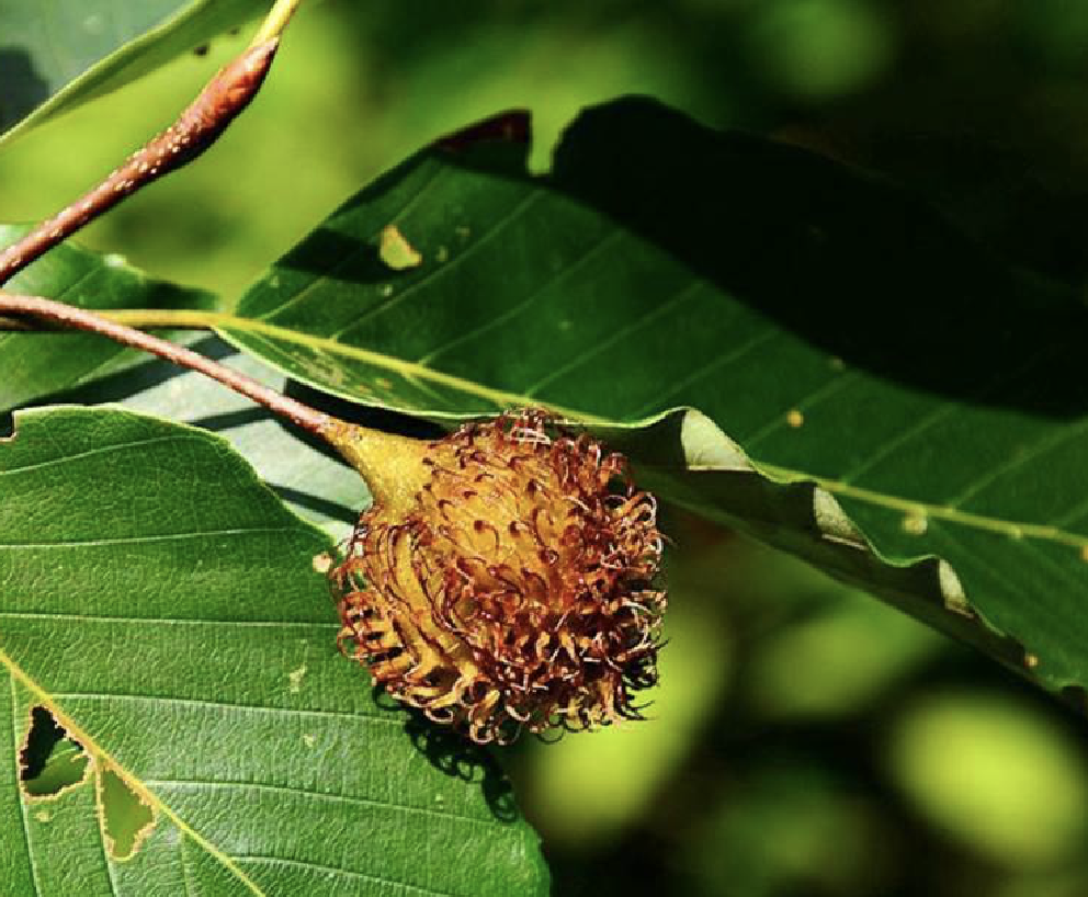  p>水青冈(学名: i>fagus longipetiolata  /i>seem.
