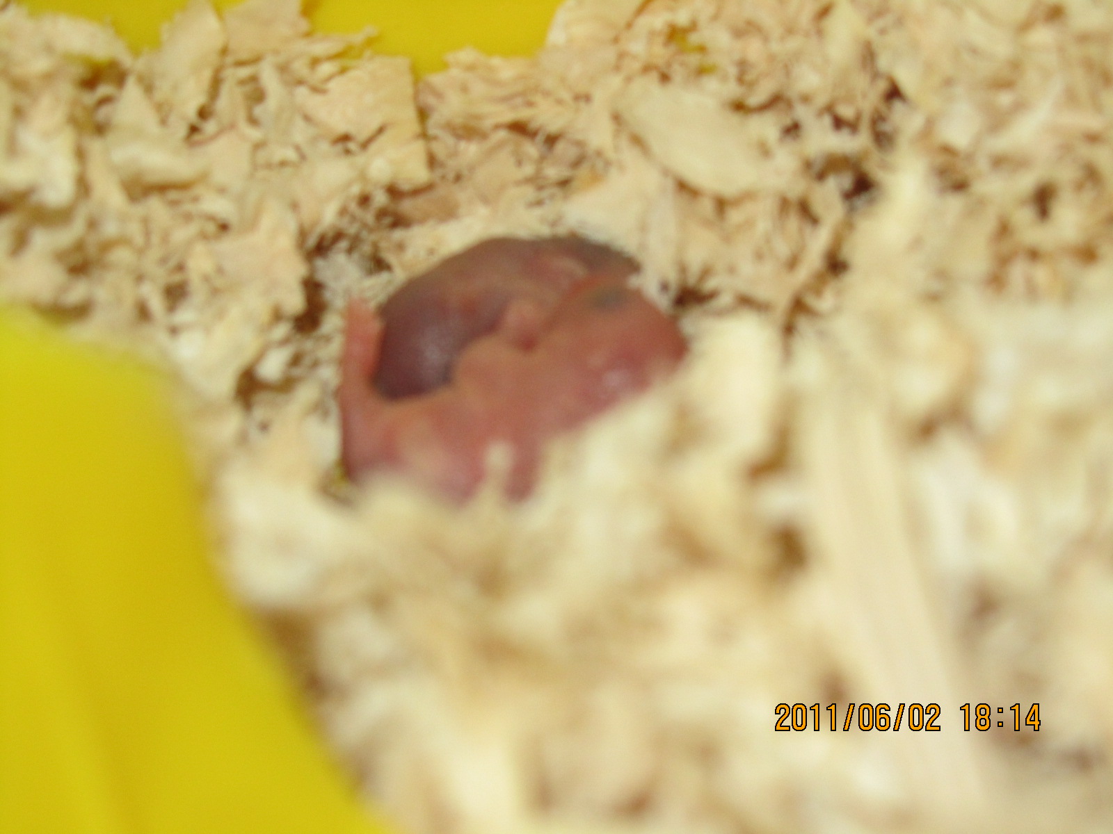  p>榛睡鼠, a href="#" data-lemmaid="8074290">学名 /a>为mus