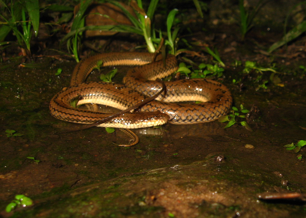  p>黑斑水蛇,游蛇科水蛇属物种,体中等大小,较粗壮,尾短.