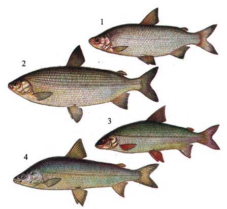  p>乌苏里白鲑(学名 i>coregonus ussuriensis /i>)是鲑科,白鲑属的一