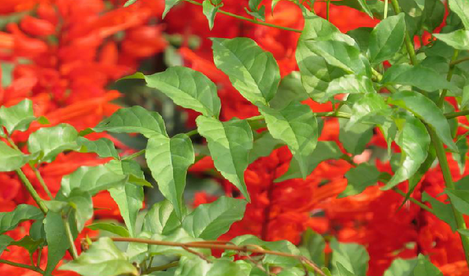  p>凌霄属(学名:campsis lour.