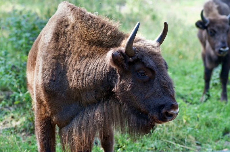 欧洲野牛(aurochs)
