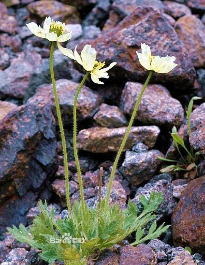  p>北极罂粟是野生的,不能用来做鸦片.