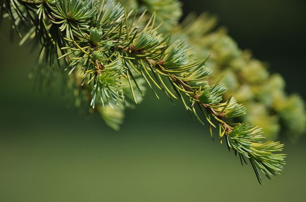  p>大西洋雪松(学名: i>cedrus atlantica /i>),为 a href="#" data