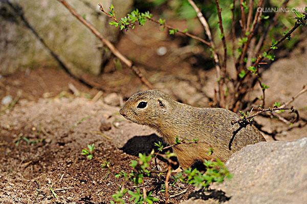 dauricus /i>)别名黄鼠,蒙古黄鼠,草原黄鼠,豆鼠子,大眼贼,属于啮齿目