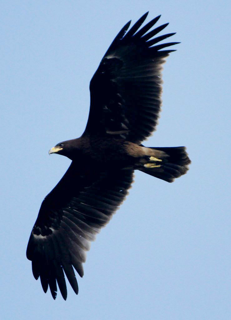  /i>pallas),别名 a target="_blank" href="/item/花雕/3069784"