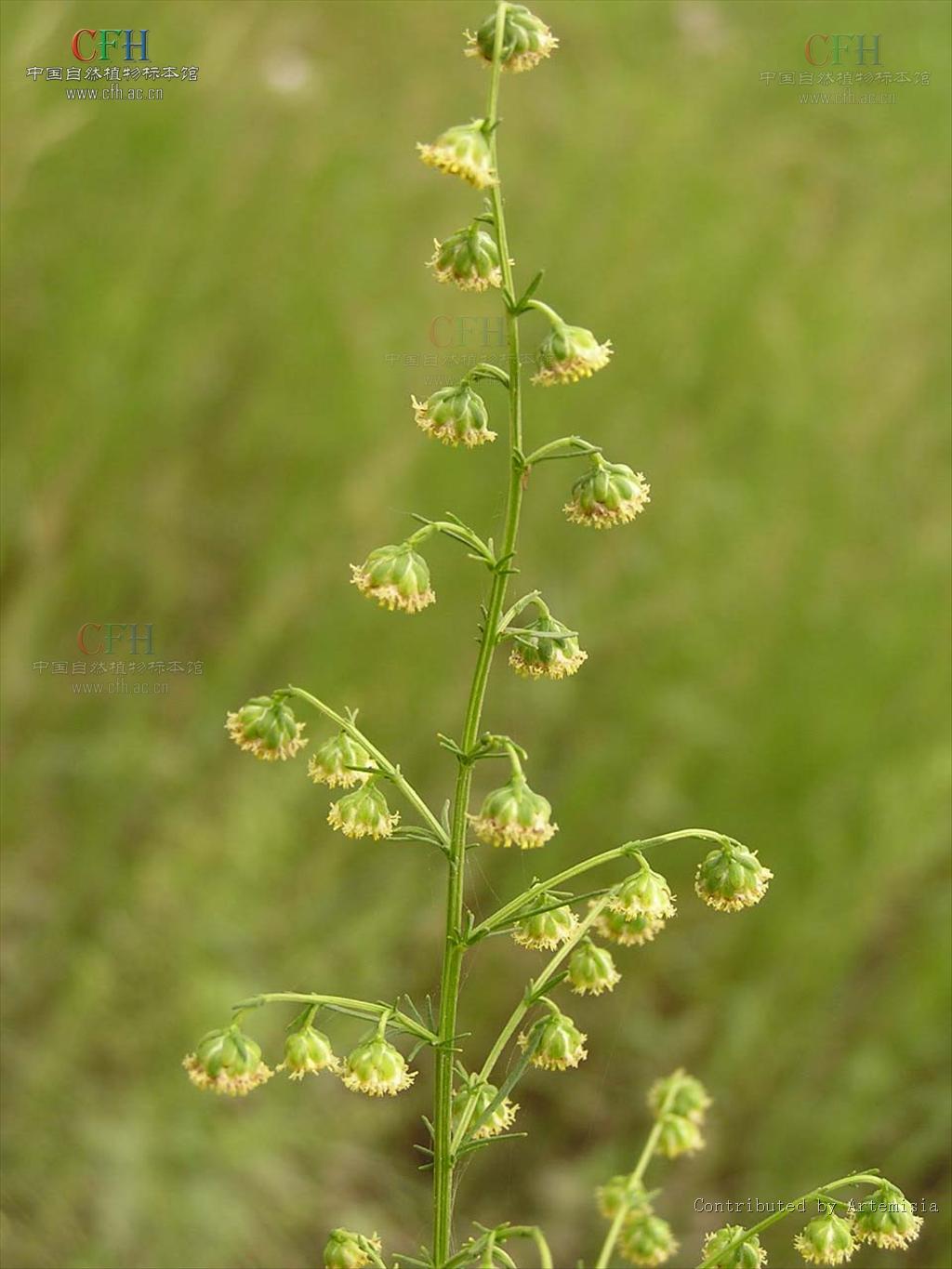  p>大头青蒿(学名:artemisia carvifolia var. schochii (mattf.