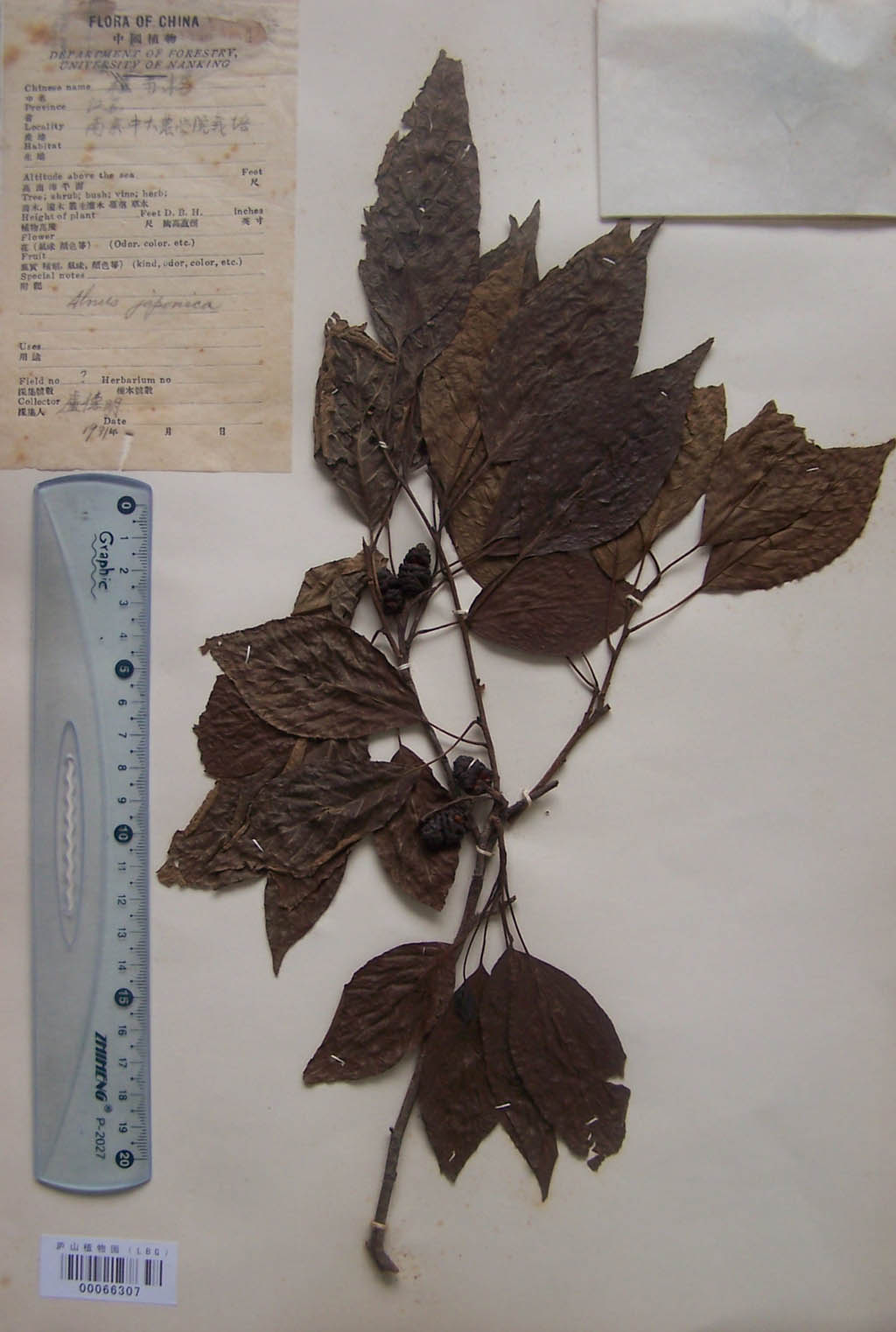 alnus japonica (thunb.) steud.