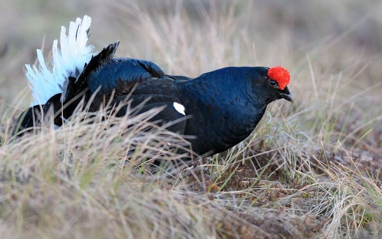  p>黑琴鸡俄罗斯亚种是 a target="_blank" href="/item/走禽/2045970