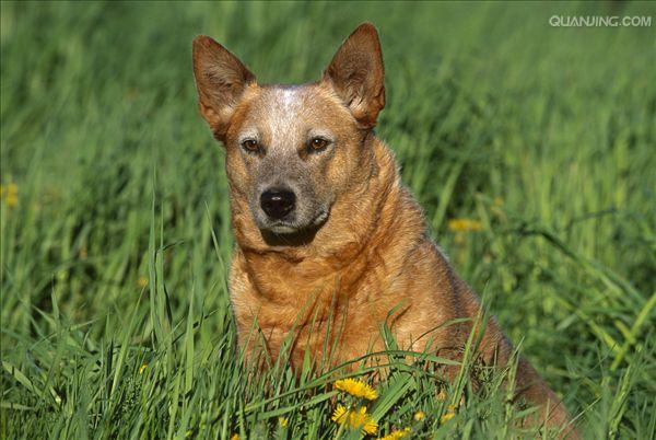  p>澳洲牧牛犬,别名又叫做昆士蓝赫勒犬(australianqueensland heeler