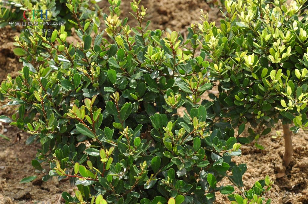  p>蚊母树(拉丁文名: i>distylium racemosum sieb.et zucc.).