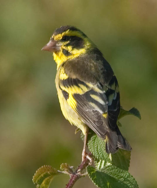  p>高山金翅雀(学名: i>carduelis spinoides /i>):为燕雀科金翅雀属