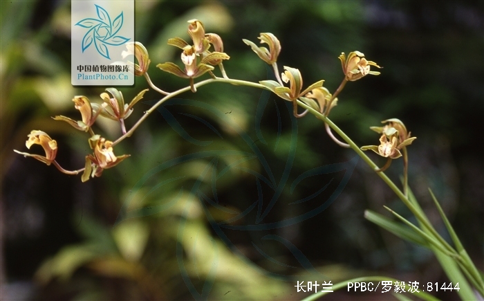  p>长叶兰(学名: i>cymbidium erythraeum /i> lindl.