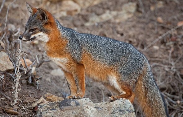  p>岛屿灰狐(学名: i>urocyon littoralis /i>):是一种小型 a href="