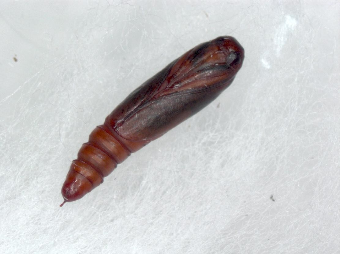  p>椰子织蛾,属 a target="_blank" href="/item/鳞翅目/1534992"