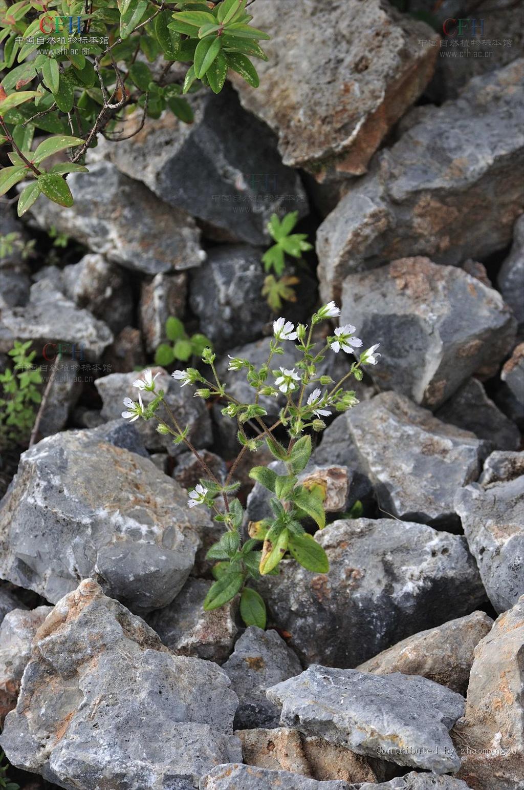  p>髯毛无心菜(学名:arenaria barbata)是 a href="#">中央种子目 /a>