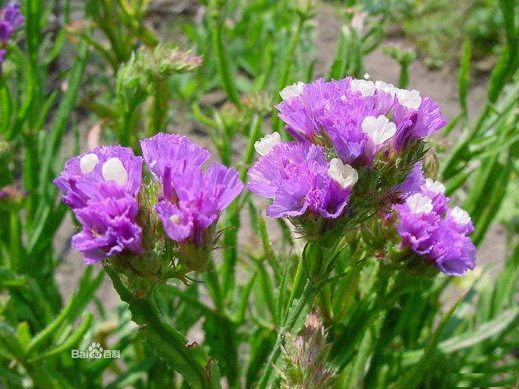 别名相思草,为 a target="_blank" href="/item/多年生草本植物