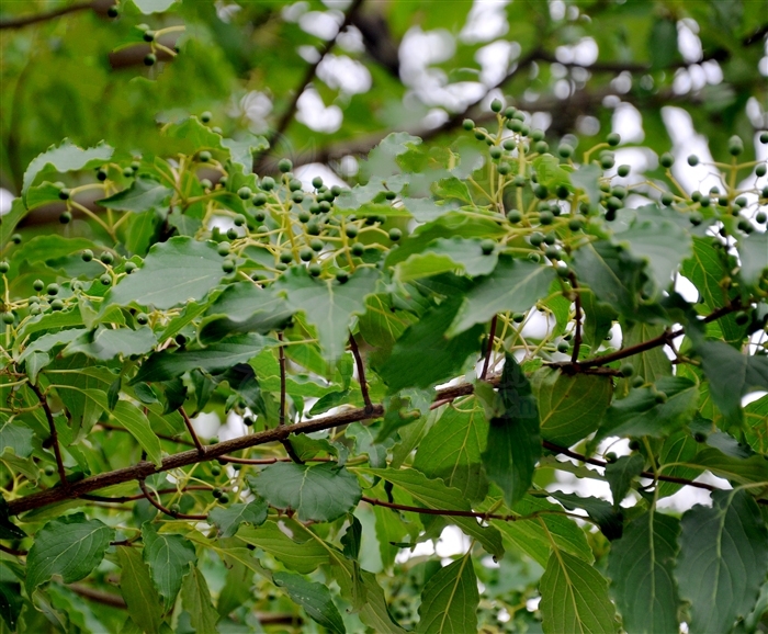  p>毛梾(学名: i>swida walteri /i> (wanger.