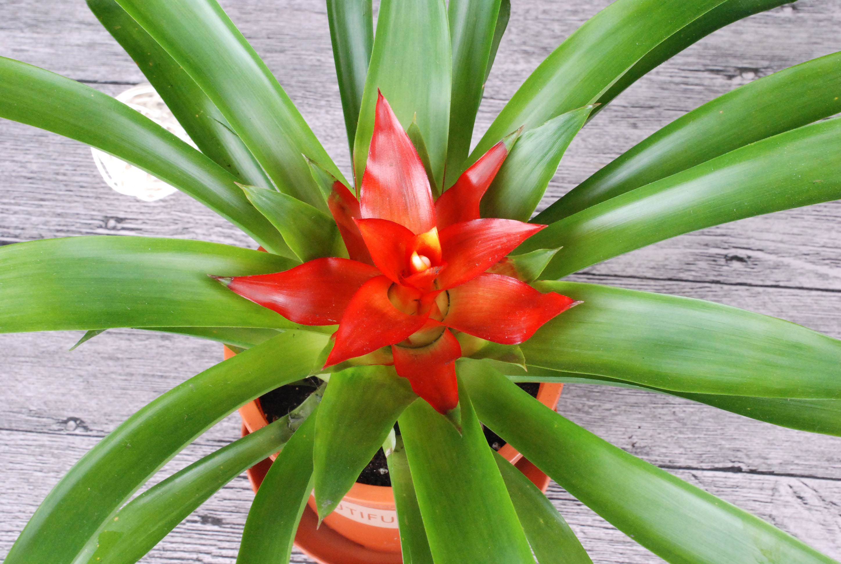 粉纱同心彩叶凤梨