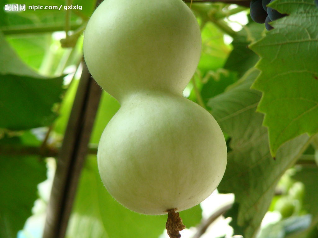 它的名字所以叫"亚腰葫芦",俗称"亚葫芦". 亚腰葫芦是人们对腰很细