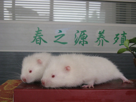 竹鼠_百度百科