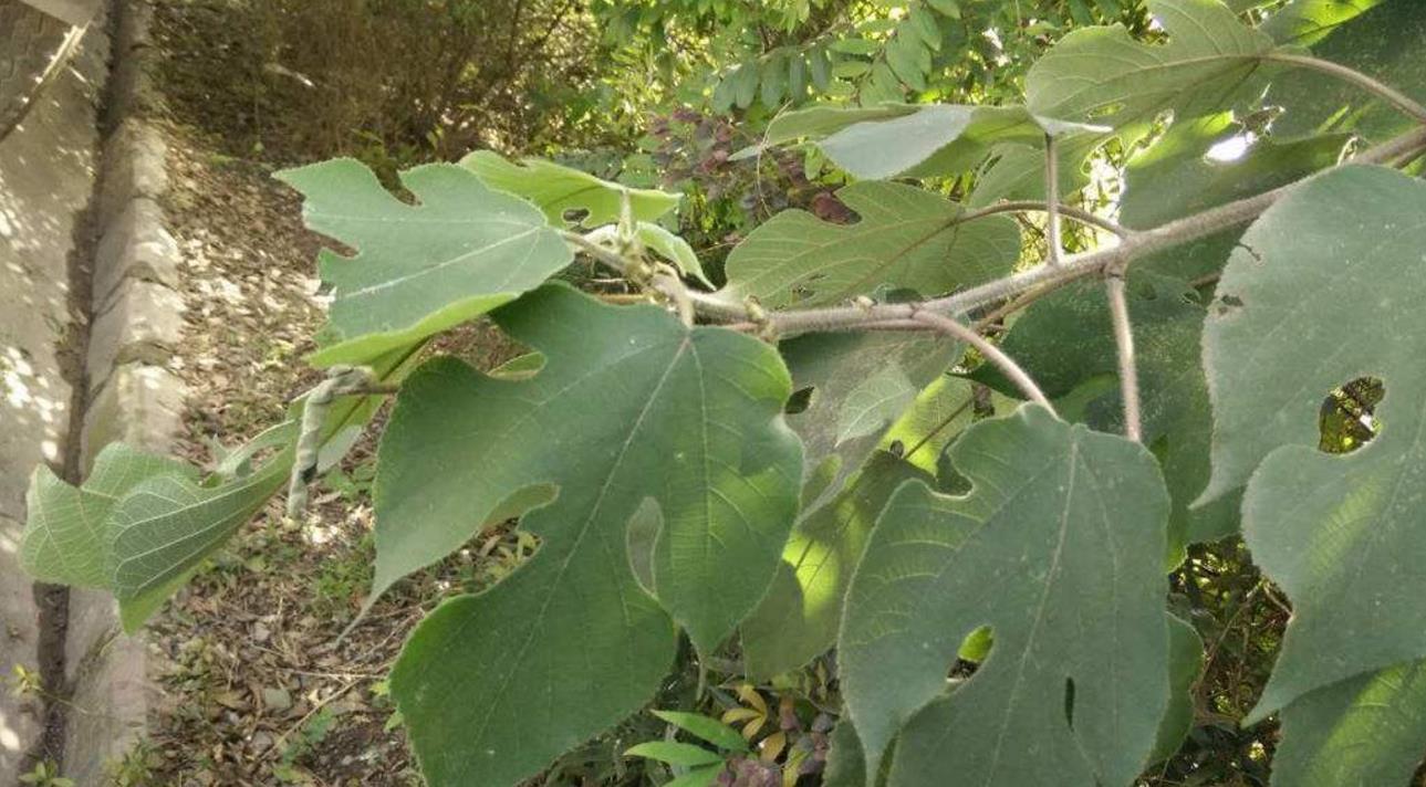  p data-id="tb6nswwlvfkm">谷木( i>memecylo