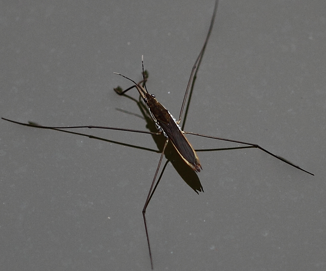  p>水黾科(黾蝽科,gerridae)体型大小相差极大,由1.