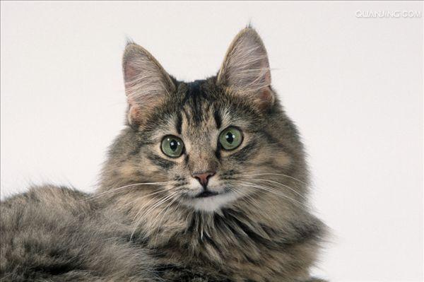  p>挪威森林猫(norwegian forest cat),以白话直译的说法,就是在挪威