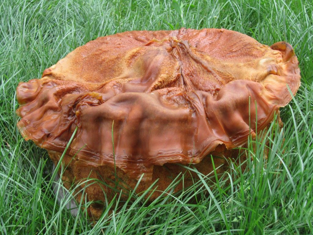 80855" data-lemmaid="80855">李时珍 /a>《本草纲目》记载:"肉芝状