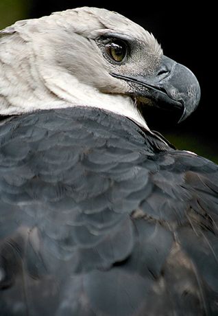 american harpy eagle