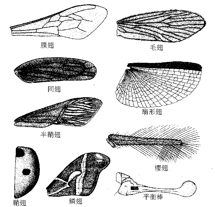  p data-id="gnvicfmnyl">翅室周围都围有翅脉时称 a target="_blank"