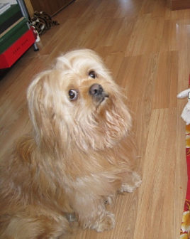拉萨犬