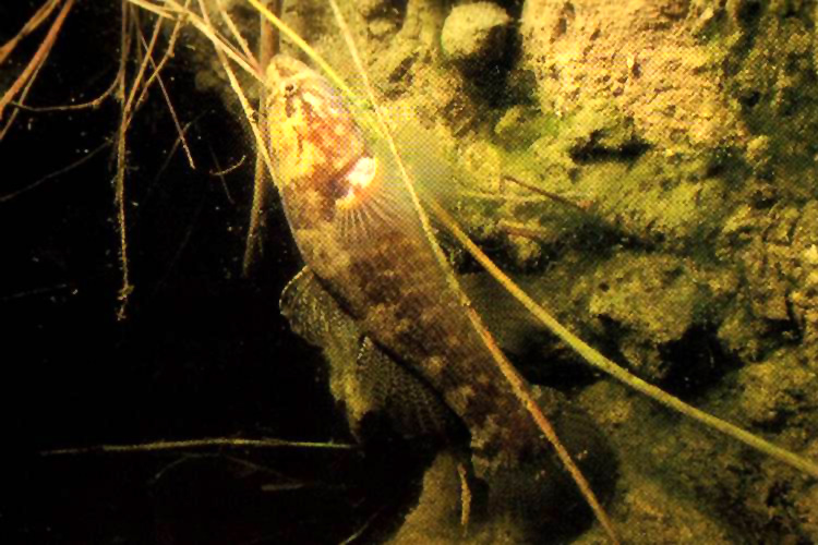 a  /i>(schneider et forster,1801),为 a href="#">辐鳍鱼纲 /a> a