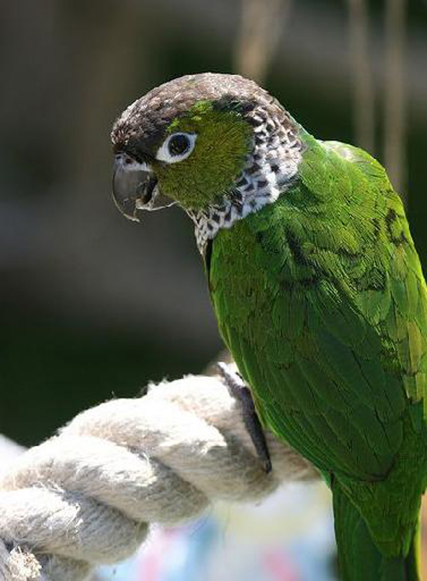  p>黑帽锥尾鹦鹉(学名:pyrrhura rupicola)是典型的 a href="#" data