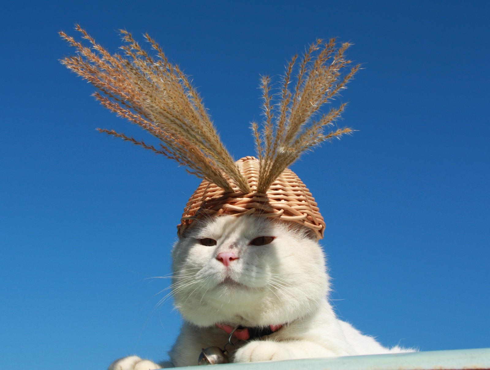  p> a target="_blank" href="/item/猫叔">猫叔 /a>(2002年3月8日