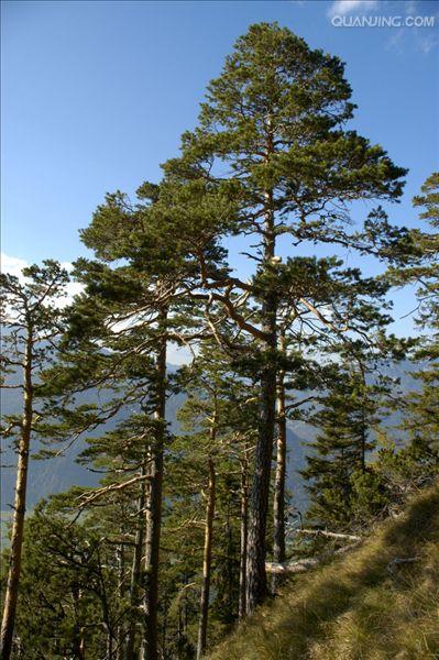  p>樟子松(  i>pinus sylvestris  /i>var.  i>mongolica /i> litv.