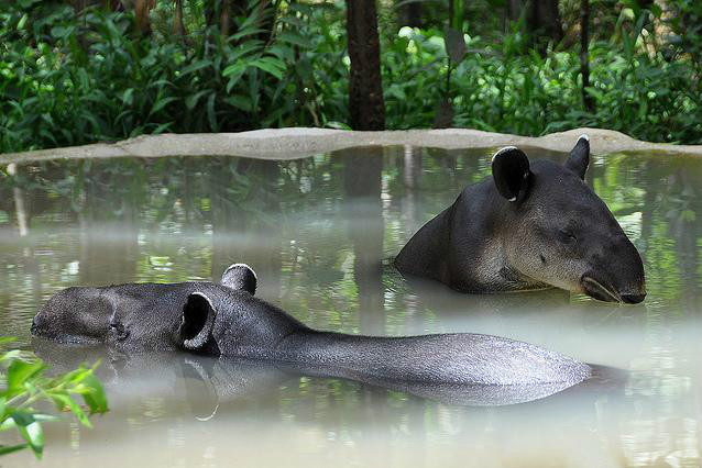  p>中美貘(拉丁学名: i>tapirus bairdii /i>),又名拜氏貘,自 a href=