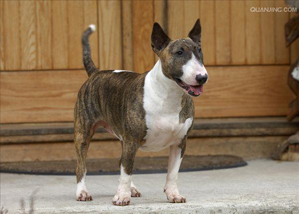 斗牛犬bulldog