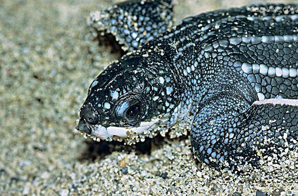  p>棱皮龟(学名: i>dermochelys coriacea /i>),属棱皮龟科,棱皮龟属