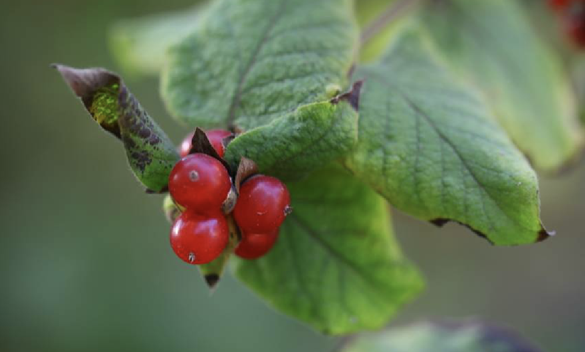  p>葱皮忍冬(学名: i>lonicera ferdinandii /i> franch.
