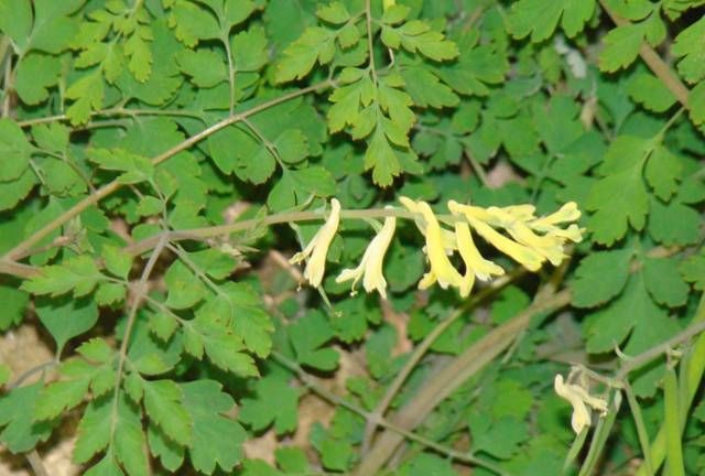  p> a target="_blank" href="/item/小花黄堇/1671406" data-lemmaid