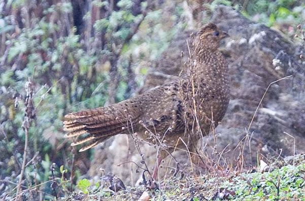  p>红胸角雉(学名: i>tragopan satyra /i>)是产于喜马拉雅山地区的一